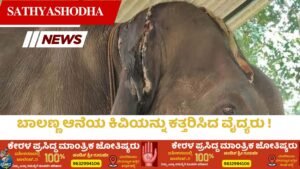 ಬಾಲಣ್ಣ ಆನೆಯ ಕಿವಿಯನ್ನು ಕತ್ತರಿಸಿದ ವೈದ್ಯರು !